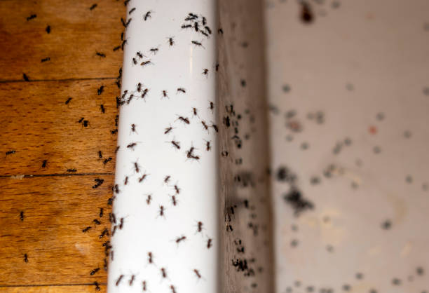 Best Wasp Removal Services  in Stone Park, IL