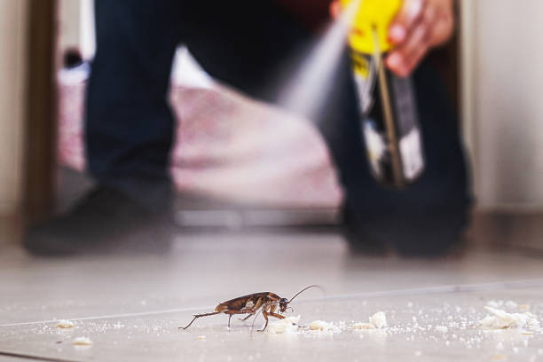 Best Local Pest Control Services  in Stone Park, IL