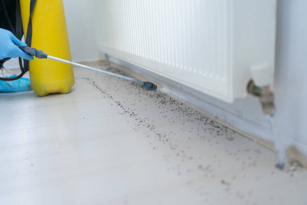 Flea Control Services in Stone Park, IL